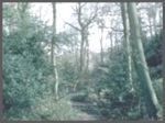 Workhouse Coppice, Ironbridge